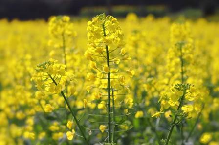 说明:C:\Users\15325\Desktop\在婺里 公管182班 江丁晶\花.JPG