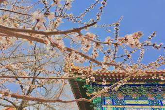 说明:C:\Users\15325\Desktop\北海的春 公共事业管理192 赵雨晴\IMG_2903(20200321-001745).JPG