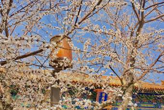 说明:C:\Users\15325\Desktop\北海的春 公共事业管理192 赵雨晴\IMG_2873(20200321-001745).JPG